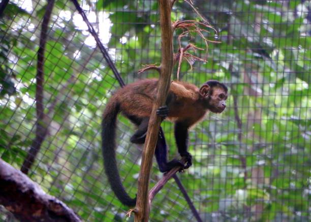 коричневые/черные обезьяны капуцинов (чебус апелла ). - brown capuchin monkey стоковые фото и изображения