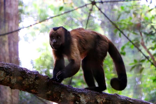 коричневые/черные обезьяны капуцинов (чебус апелла ). - brown capuchin monkey стоковые фото и изображения