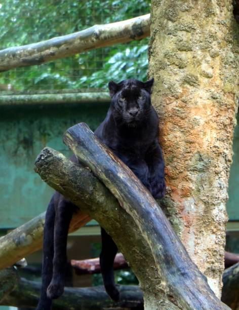 istock Black panther (Panthera pardus) sitting on tree branch 1061123490