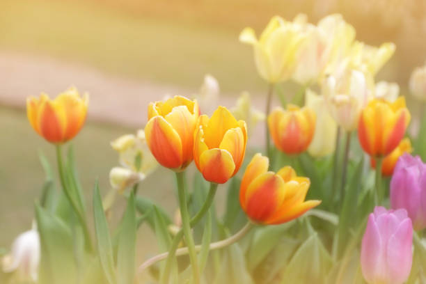 istock Orange tulip in the flower garden 1061123740