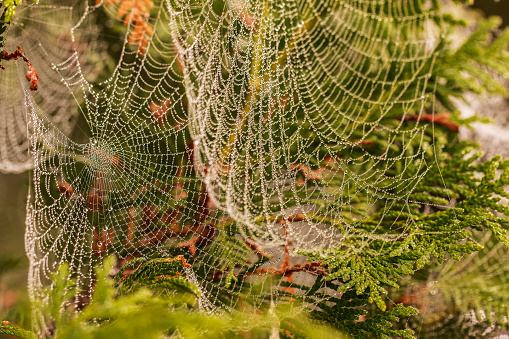 Spider Covers Tree Tree Covered In Spiderwebs Stock Photo - Download Image Now - Art ...