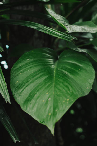 istock Tropical green leaves for background 1061135374
