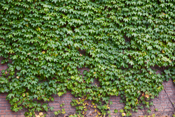 2,100+ Overgrown Wall Brick Wall Brick Stock Photos, Pictures & Royalty ...