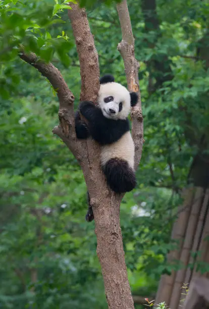 Young giant panda bear playing in treeYoung giant panda bear playing in tree