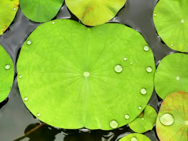 Background of Green Waterlily Leaves with Water Droplets