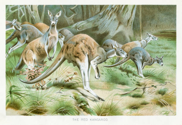 Red kangaroo chromolithograph 1896 The Royal Matural History by Richard Lydekker, London - Frederick Warne & Co and New York 1896 red kangaroo stock illustrations