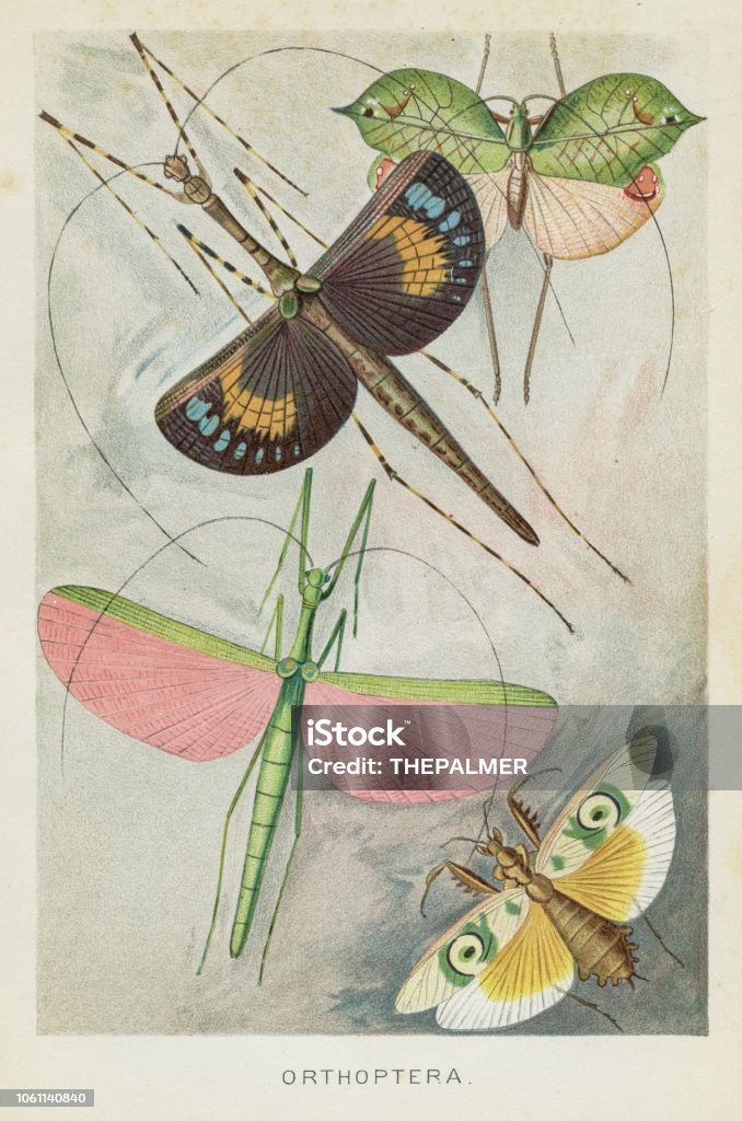 Orthoptera insects chromolithograph 1896 The Royal Matural History by Richard Lydekker, London - Frederick Warne & Co and New York 1896 Chromolithograph stock illustration