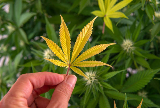 istock Hand holding yellow cannabis leaf over green marijuana plants 1061143512