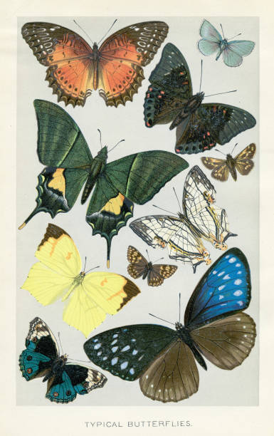 chromolitograf motyli 1896 - zoologia stock illustrations