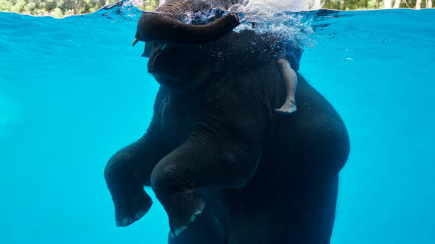 istock Close up. Baby Elephant Playing in Water. 1061149638