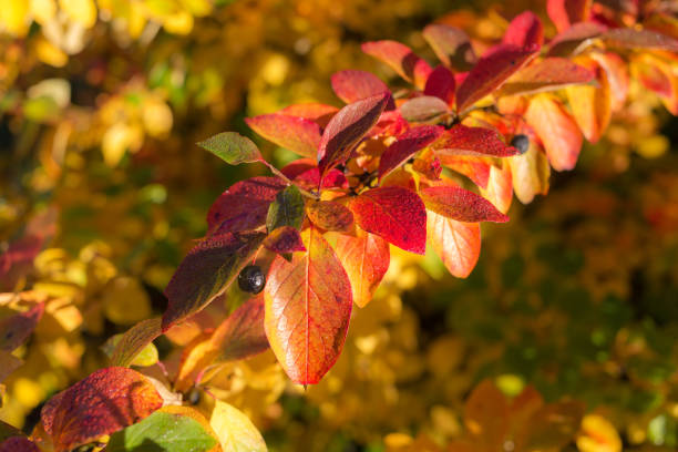 istock Aronia branch in autumn 1061149870