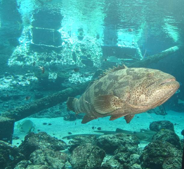istock Close up of large Australian parrot fish 1061151280