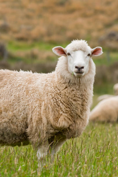 ładny portret owiec, wpatrując się w fotografa, pasąc się na zielonej farmie w nowej zelandii - pasąc zdjęcia i obrazy z banku zdjęć
