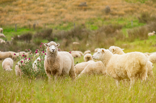 Rebaño de ovejas pastando en verde granja en Nueva Zelanda con efecto de luz solar cálida photo