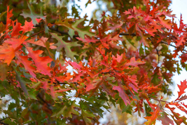 istock Bright red autumn oak leaves as a background. Motion blur 1061151952