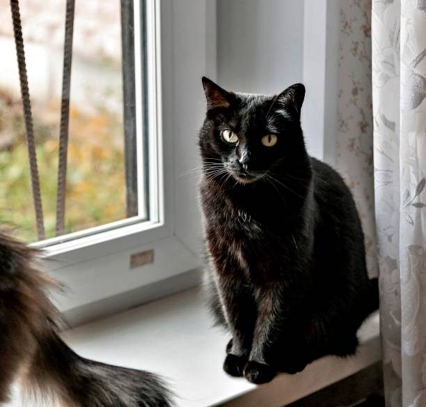 istock black cat sitting on the windowsill 1061153140