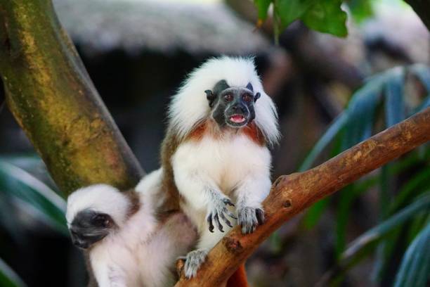 istock Singapore zoological gardens 1061158182