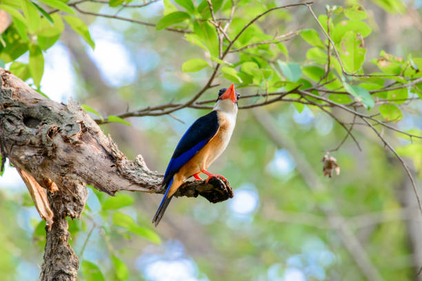 istock black-capped kingfisher is a tree kingfisher which is widely distributed in tropical Asia from India east to China, Korea and Southeast Asia 1061163272