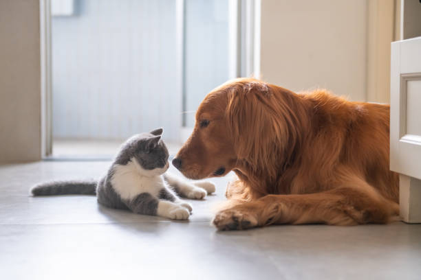 istock Golden Retriever and Kitten 1061166474