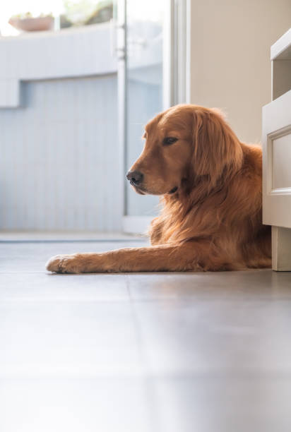 istock Golden retriever lying on the ground 1061166482