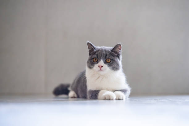 istock Cute British short hair cat kitten 1061166502