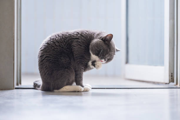istock Cute British short hairy cat, indoor shooting 1061166508