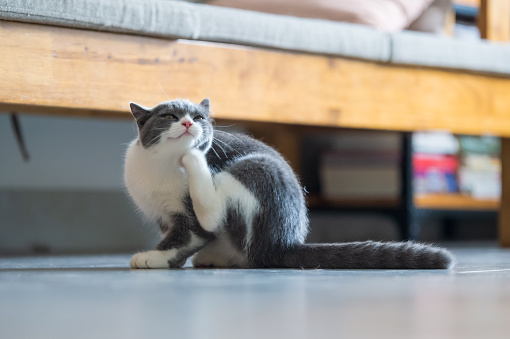 Gatito de Gato lindo pelo corto británico photo
