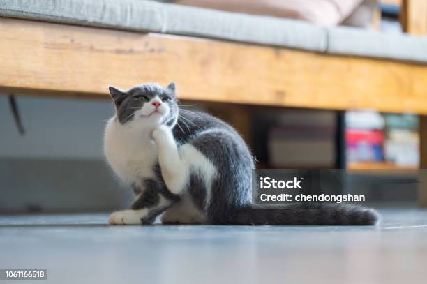 Cute British Short Hair Cat Kitten Stock Photo - Download Image Now - Domestic Cat, Scratching, Indoors