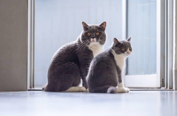 istock British short hair cat Daddy and Kitten 1061166520
