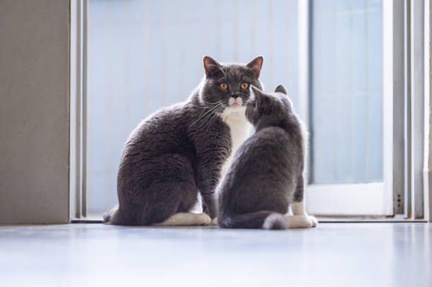 istock British short hair cat Daddy and Kitten 1061166528