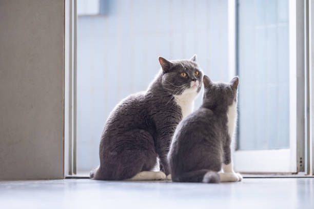 istock British short hair cat Daddy and Kitten 1061166536