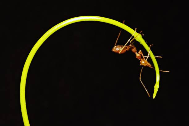 istock Ant walking on long curve hand of vine. 1061169460