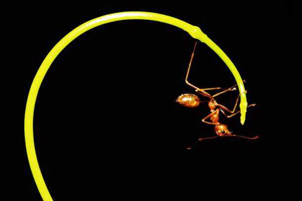 istock Ant walking on long curve hand of vine. 1061169942