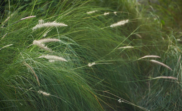 Field of ission grass iwith burred background Field of mission grass, feather pennisetum, with burred background burred stock pictures, royalty-free photos & images