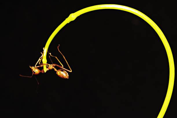 istock Ant walking on long curve hand of vine. 1061171212