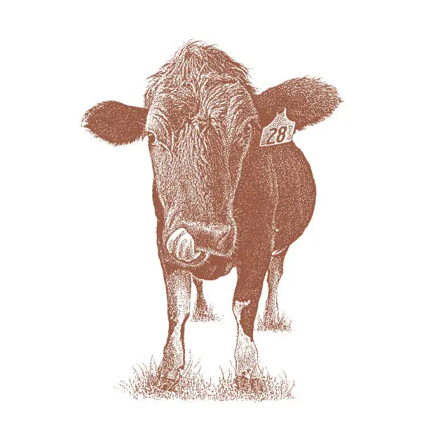 Vector illustration of Funny Cow sticking out tongue