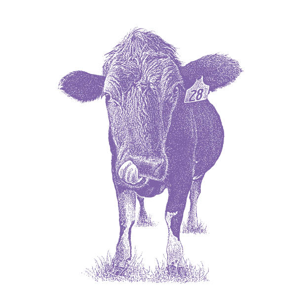 istock Funny Cow sticking out tongue 1061173554