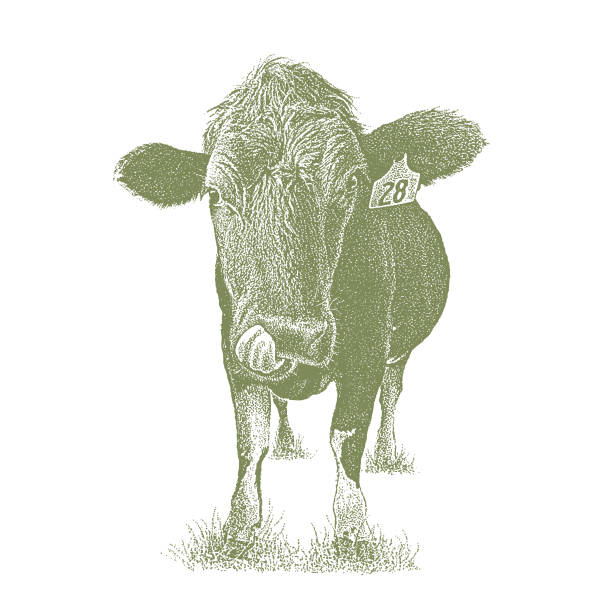 istock Funny Cow sticking out tongue 1061173574