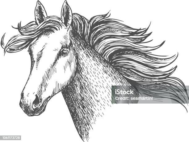 Freely Running White Beautiful Horse Mare Stock Illustration - Download Image Now - Horse, Illustration, Sketch