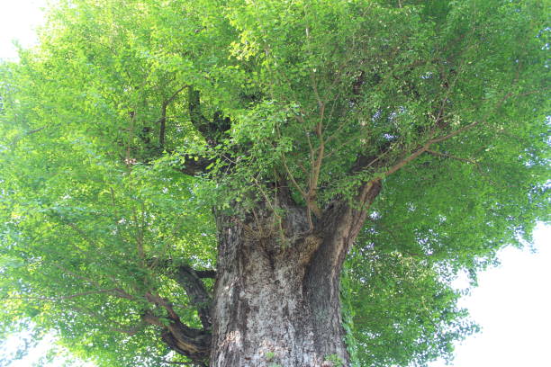 istock Large tree with fresh green leaves 1061181112