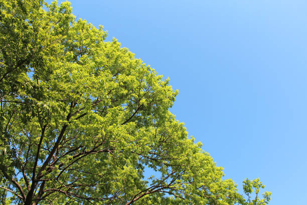 istock Fresh green leaves on the backgrounds 1061181704