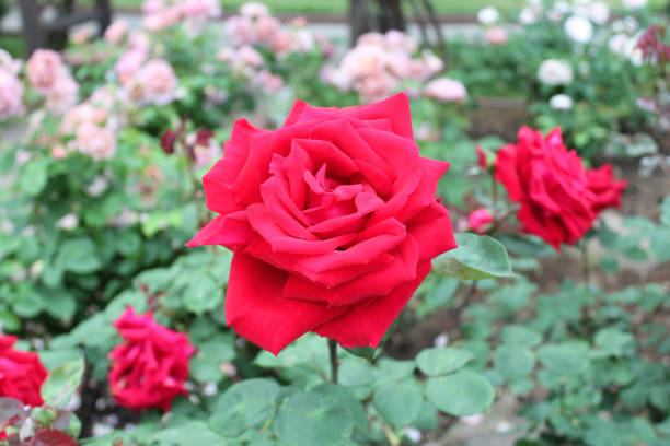 istock Red roses in the garden 1061183036