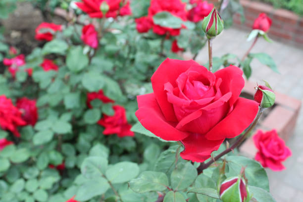 istock Red roses in the garden 1061183054