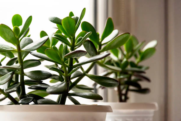 Succulent houseplant Crassula on the windowsill Succulent houseplant Crassula on the windowsill against the background of window crassula stock pictures, royalty-free photos & images
