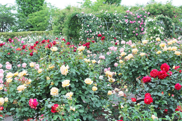 istock Colorful rose in the garden 1061183188