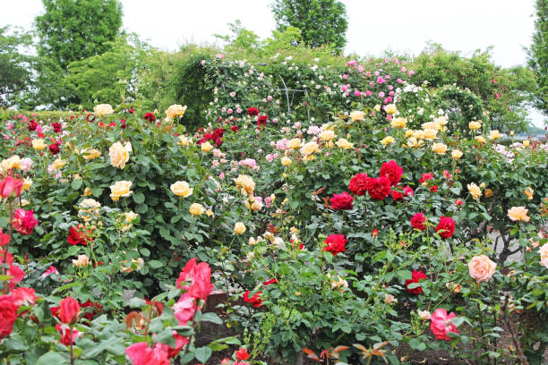 istock Colorful rose in the garden 1061183196
