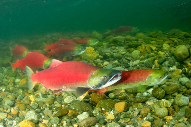 salmone sockeye che depone le uova nel fiume adams - sockeye salmon immagine foto e immagini stock