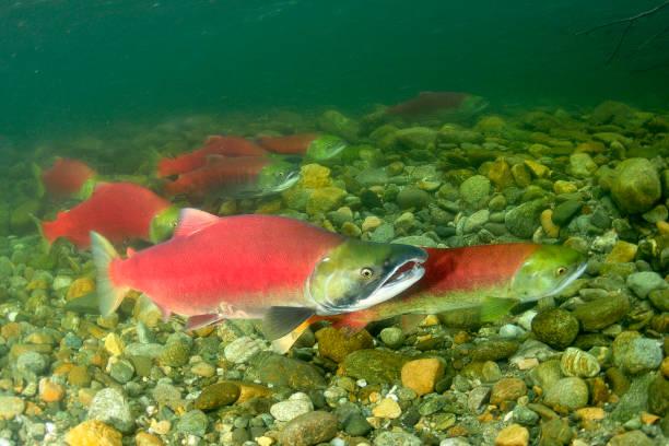 紅鮭スモーク サーモン ・ アダムス川で産卵 - pacific salmon ストックフォトと画像