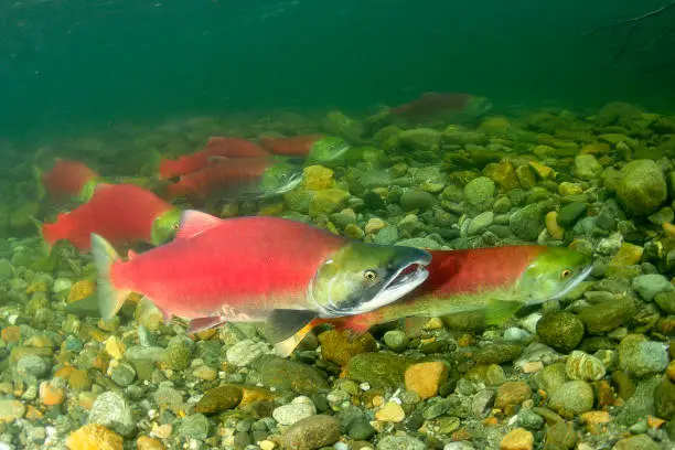 A group of Sockeye Salmon swimming against the current to reach their spawning grounds in the Adams River, BC, Canada.