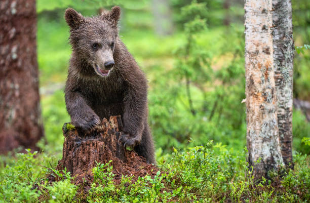 istock Brown bear cub in the summer forest. 1061186946